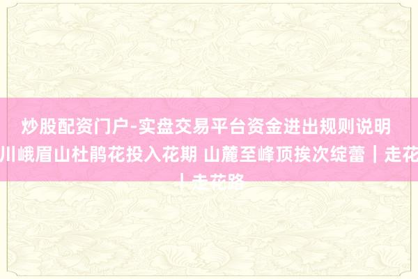 炒股配资门户-实盘交易平台资金进出规则说明 四川峨眉山杜鹃花投入花期 山麓至峰顶挨次绽蕾｜走花路